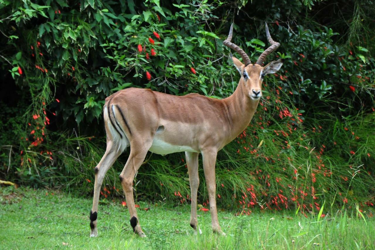 Kruger Park Lodge Unit No. 243 Hazyview Eksteriør billede